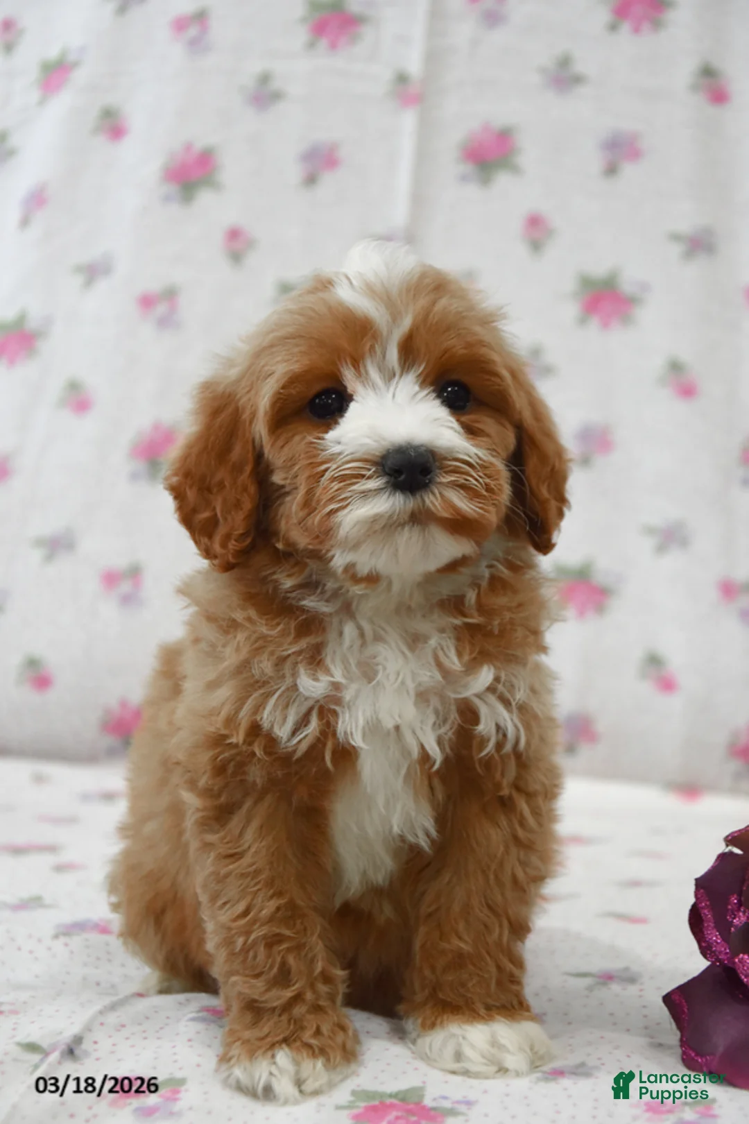 Cavapoo dogs for sale: Kimmy - Ad 1
