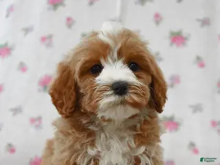 Cavapoo dogs for sale: Kimmy - Ad 3