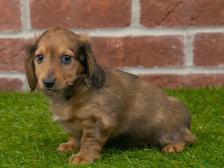 Miniature Dachshund dogs - Ad 21