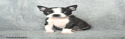 Boston Terrier dogs for sale: Skylar - Ad 5