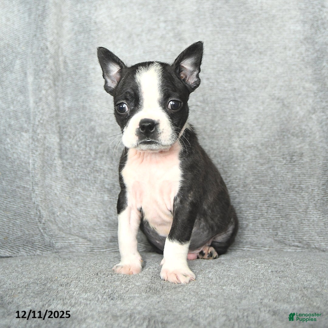 Boston Terrier dogs for sale: Skylar - Ad 5