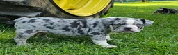 Mixed Breed dogs for sale: SALE! Trento - Ad 1