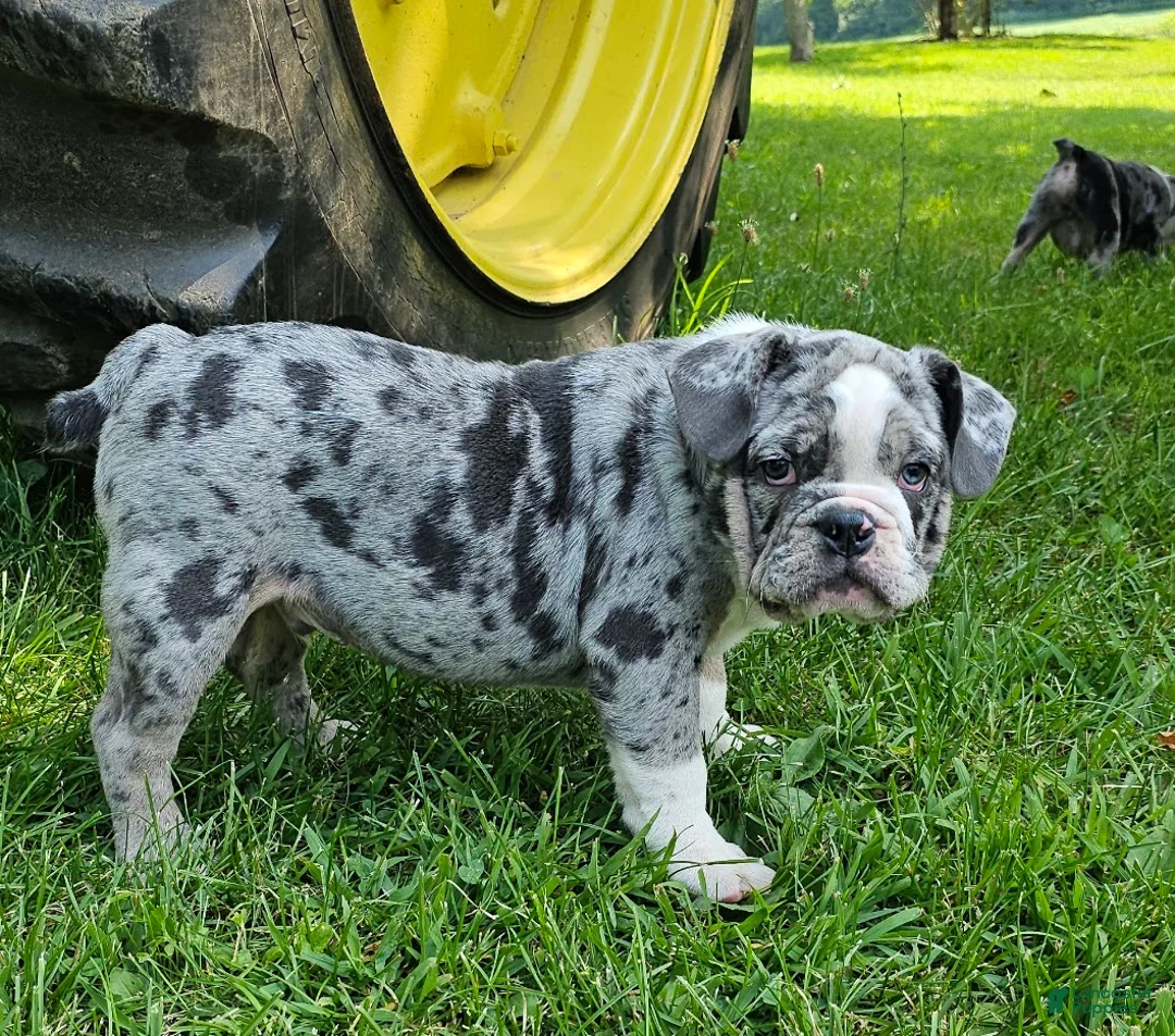 Mixed Breed dogs for sale: SALE! Trento - Ad 1