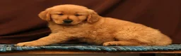 Golden Retriever dogs for sale: Rob - Ad 5