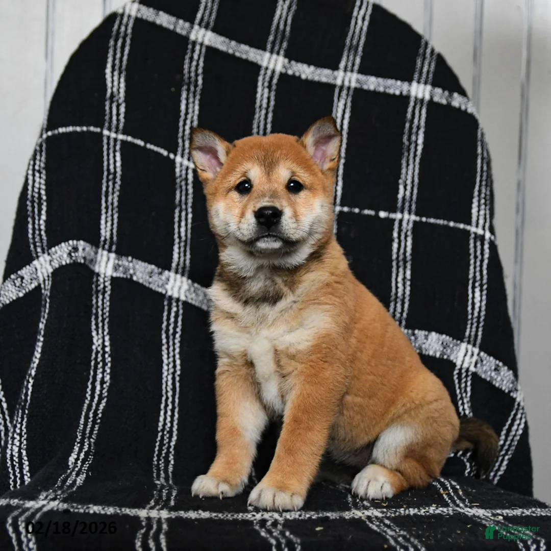 Shiba Inu dogs for sale: Snickers - Ad 9