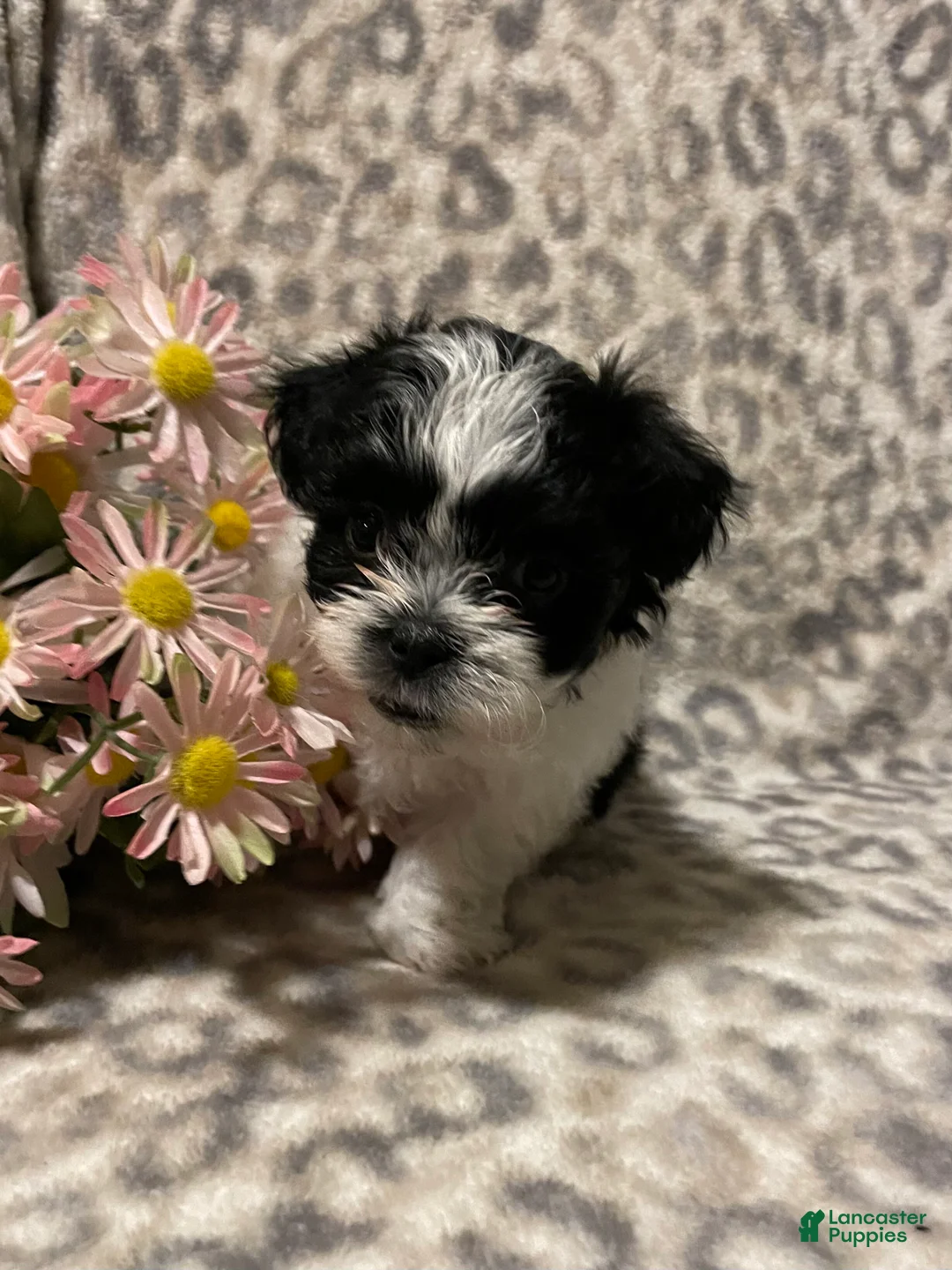 Teddy Bear dogs for sale: Teddy Bear Molly - Ad 1