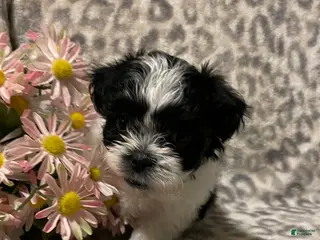 Teddy Bear dogs for sale: Teddy Bear Molly - Ad 4