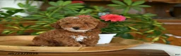 Miniature Poodle dogs for sale: Juno - Ad 4