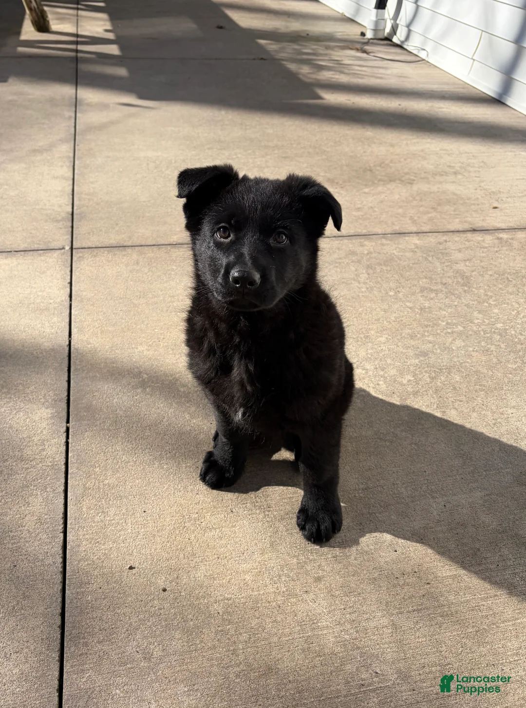 German Shepherd dogs for sale: Raven - Ad 2