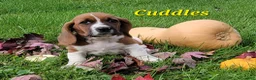 Basset Hound dogs for sale: Cuddles - Ad 3