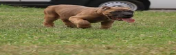 Cane Corso dogs for sale: Andromeda  - Ad 9