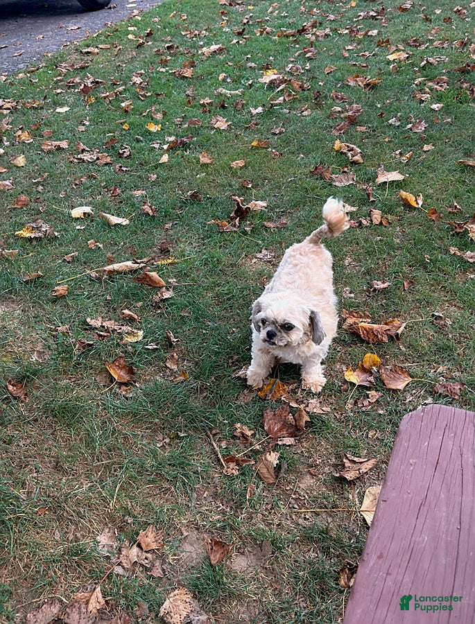 Shih Tzu dogs Pansy - Ad 40