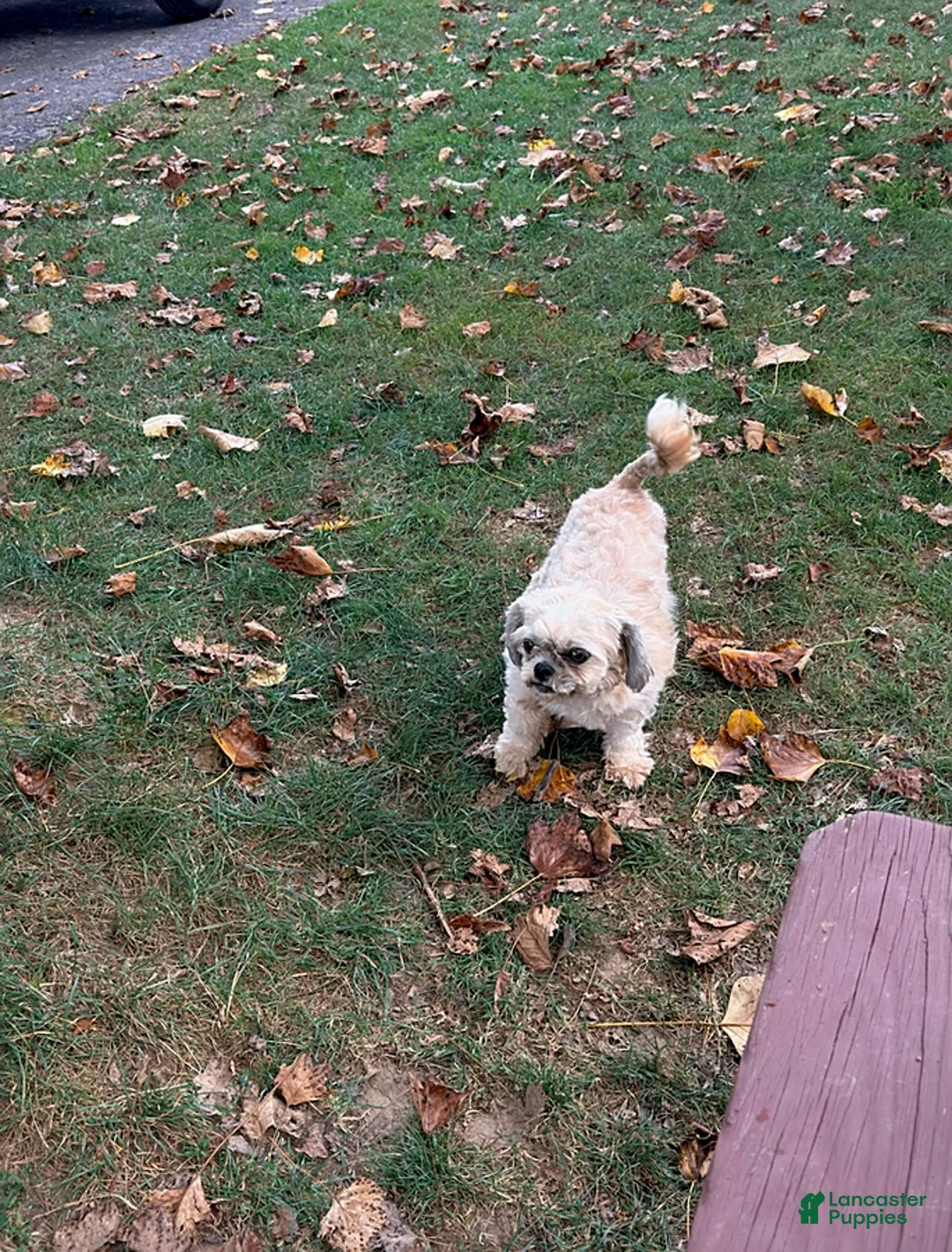 Shih Tzu dogs for sale: Pansy - Ad 1