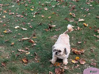 Shih Tzu dogs Pansy - Ad 40