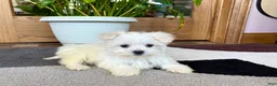 Maltese dogs for sale: Cody - Ad 5
