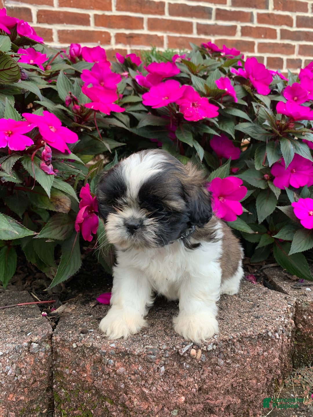 Shih Tzu dogs for sale: Archie - Ad 18