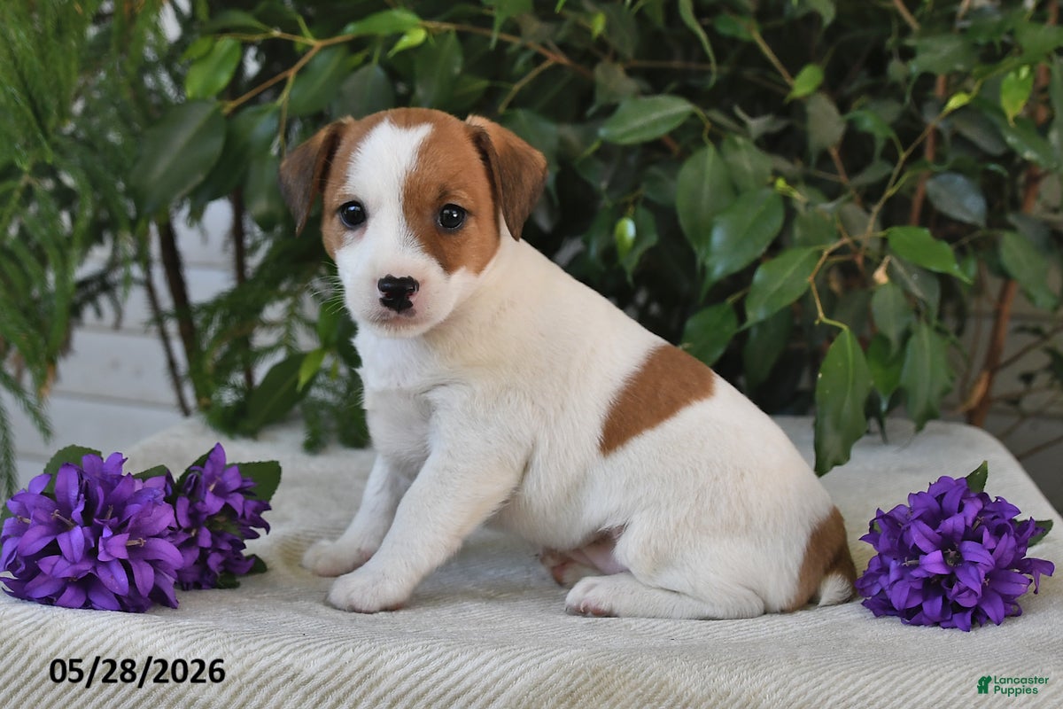 Jack Russell Terrier dogs Shelly - Ad 2
