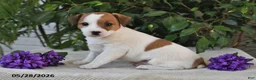 Jack Russell Terrier dogs for sale: Shelly - Ad 2