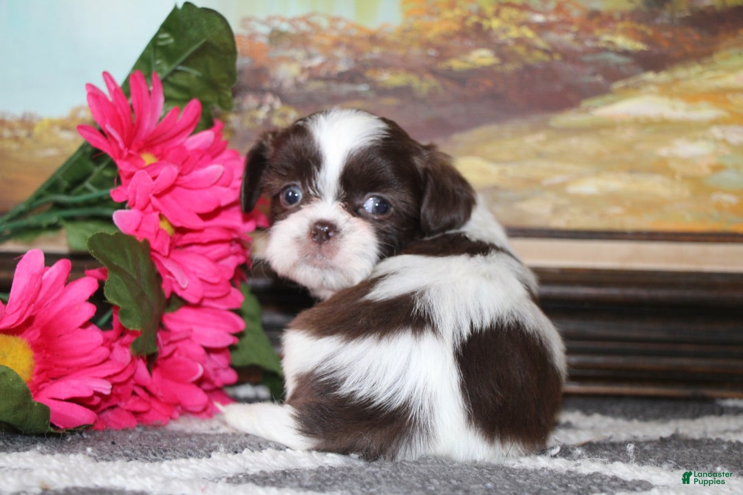Shih Tzu dogs for sale: Leo - Ad 5