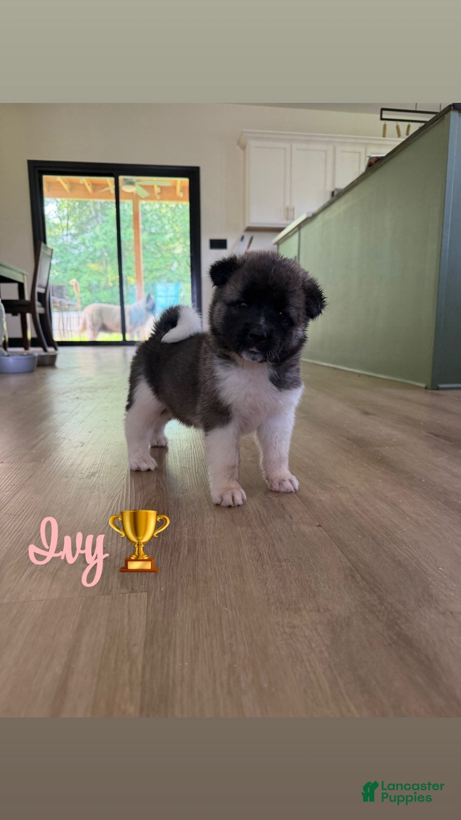 Akita dogs Ivy - Ad 2