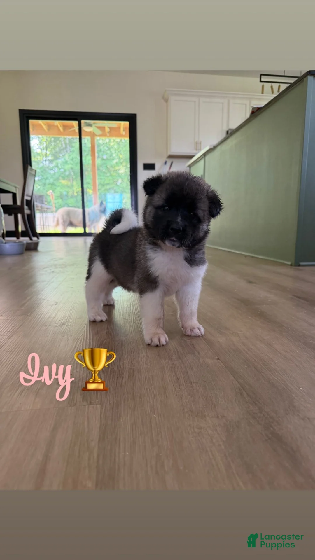 Akita dogs for sale: Ivy - Ad 1