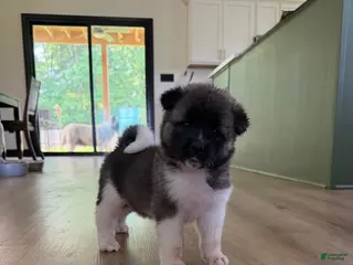 Akita dogs Ivy - Ad 2