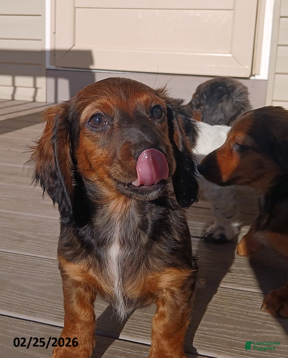 Miniature Dachshund dogs Truffles - Ad 2