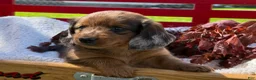 Miniature Dachshund dogs for sale: Barry - Ad 3