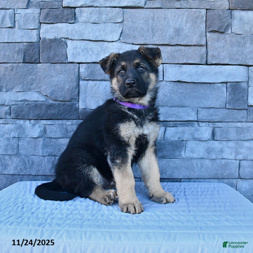 German Shepherd dogs for sale: Hero - Ad 2