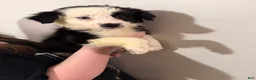 Border Collie dogs for sale: Border Collie 3 - Ad 1