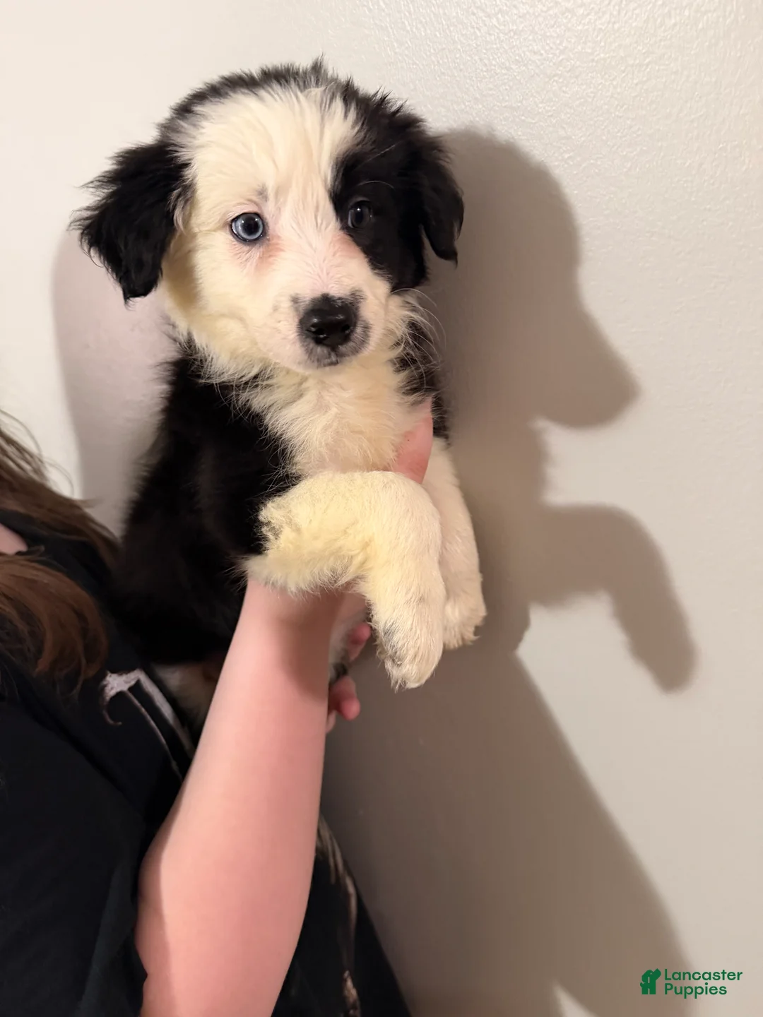 Border Collie dogs for sale: Border Collie 3 - Ad 1