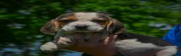 Beagle dogs for sale: Nicky - Ad 8