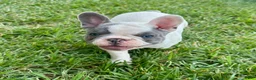 French Bulldog dogs for sale: Harry - Ad 3
