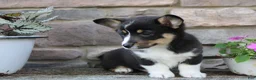 Welsh Corgi Pembroke dogs for sale: Diesel - Ad 4