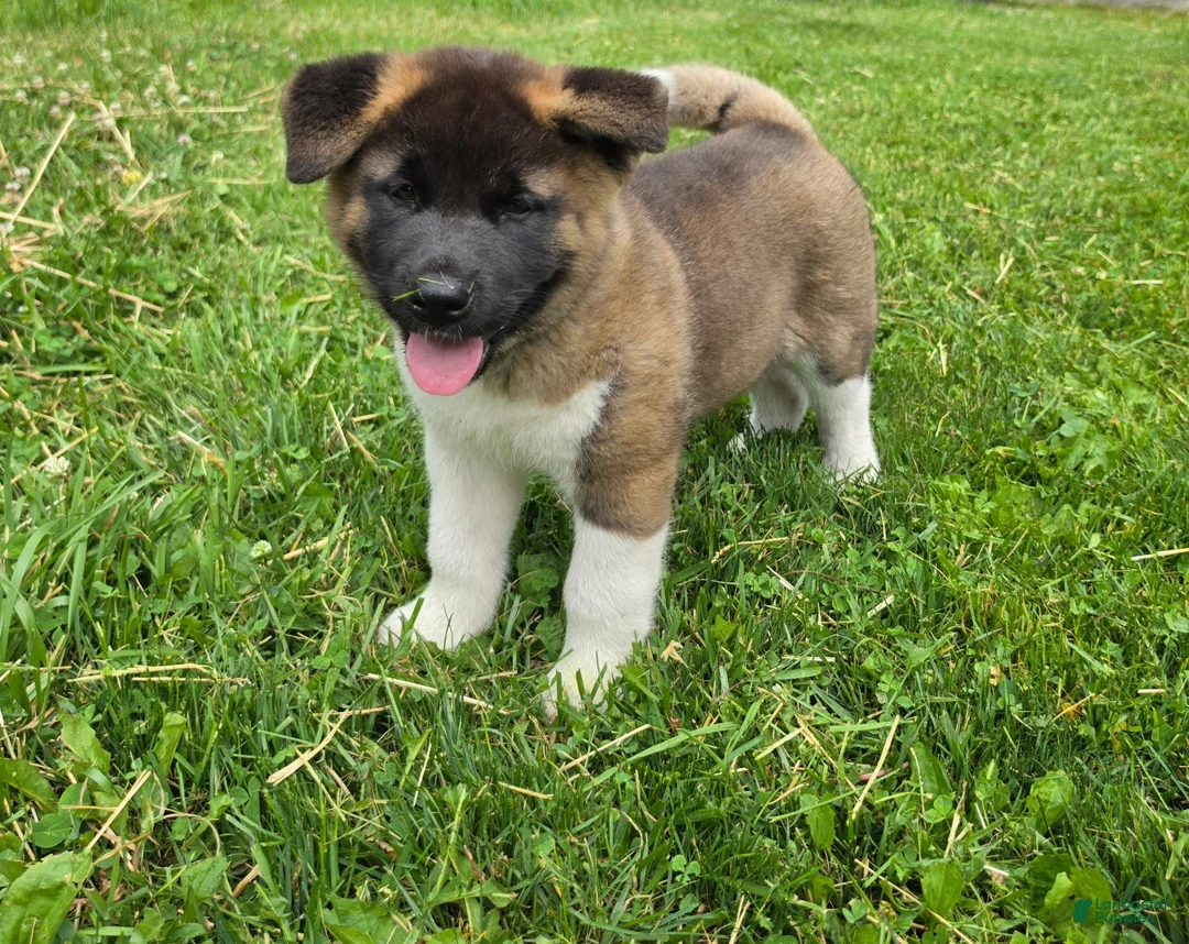Akita dogs for sale: Thor  - Ad 2