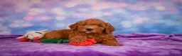 Mini Goldendoodle dogs for sale: ROSCOE - Ad 8