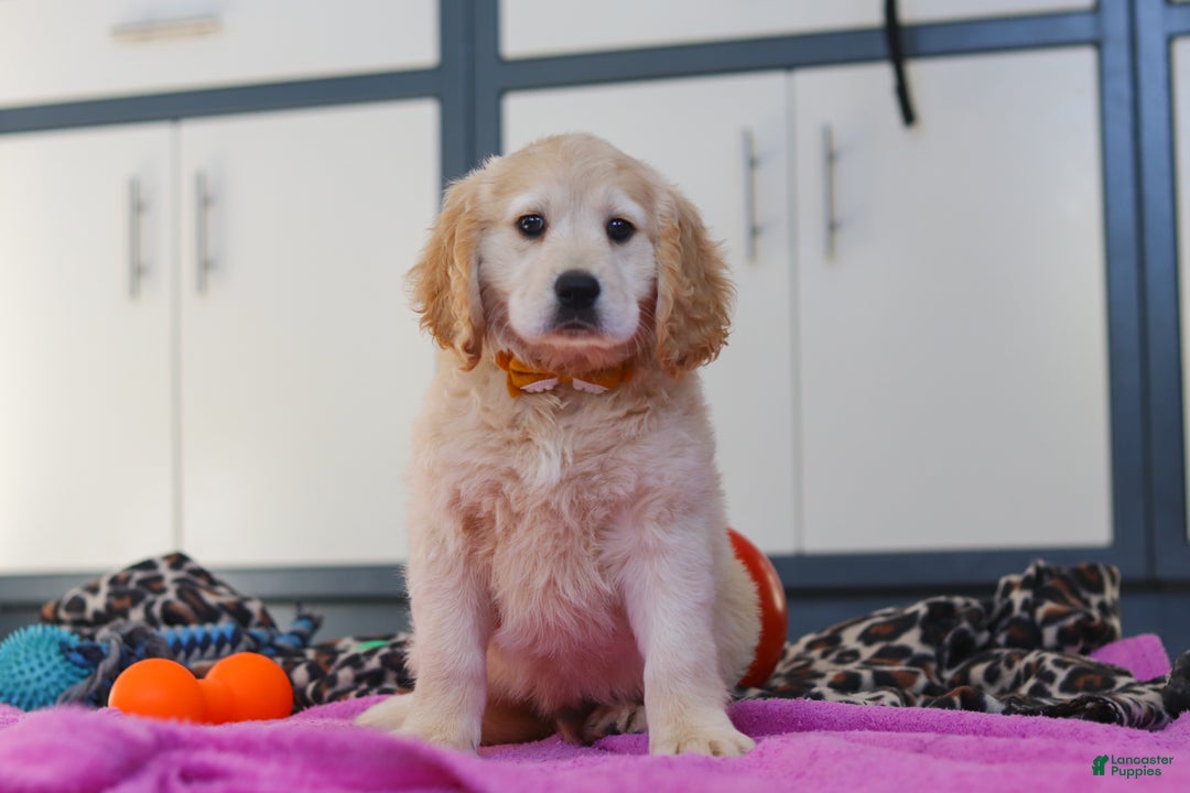 Miniature Golden Retriever dogs for sale: Kirby - Ad 1