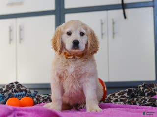 Miniature Golden Retriever dogs Kirby - Ad 11