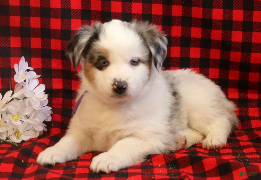 Miniature Australian Shepherd dogs for sale: Lilly - Ad 2