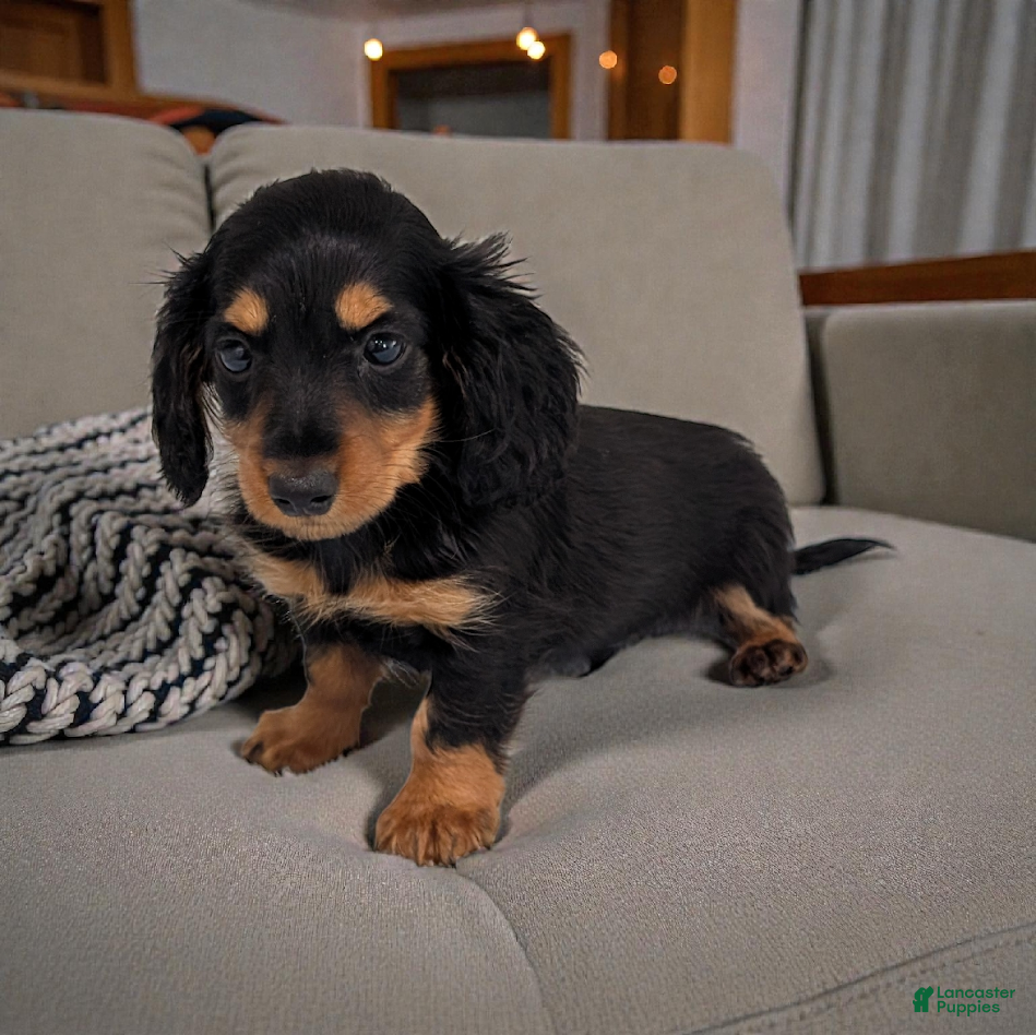 Miniature Dachshund dogs Mason - Ad 5