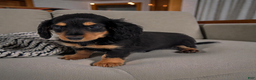 Miniature Dachshund dogs for sale: Mason - Ad 1