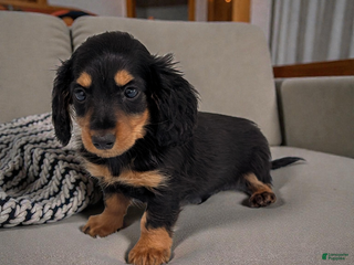 Miniature Dachshund dogs Mason - Ad 5