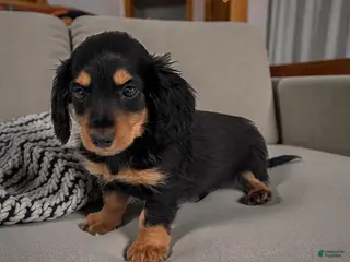 Miniature Dachshund dogs Mason - Ad 2