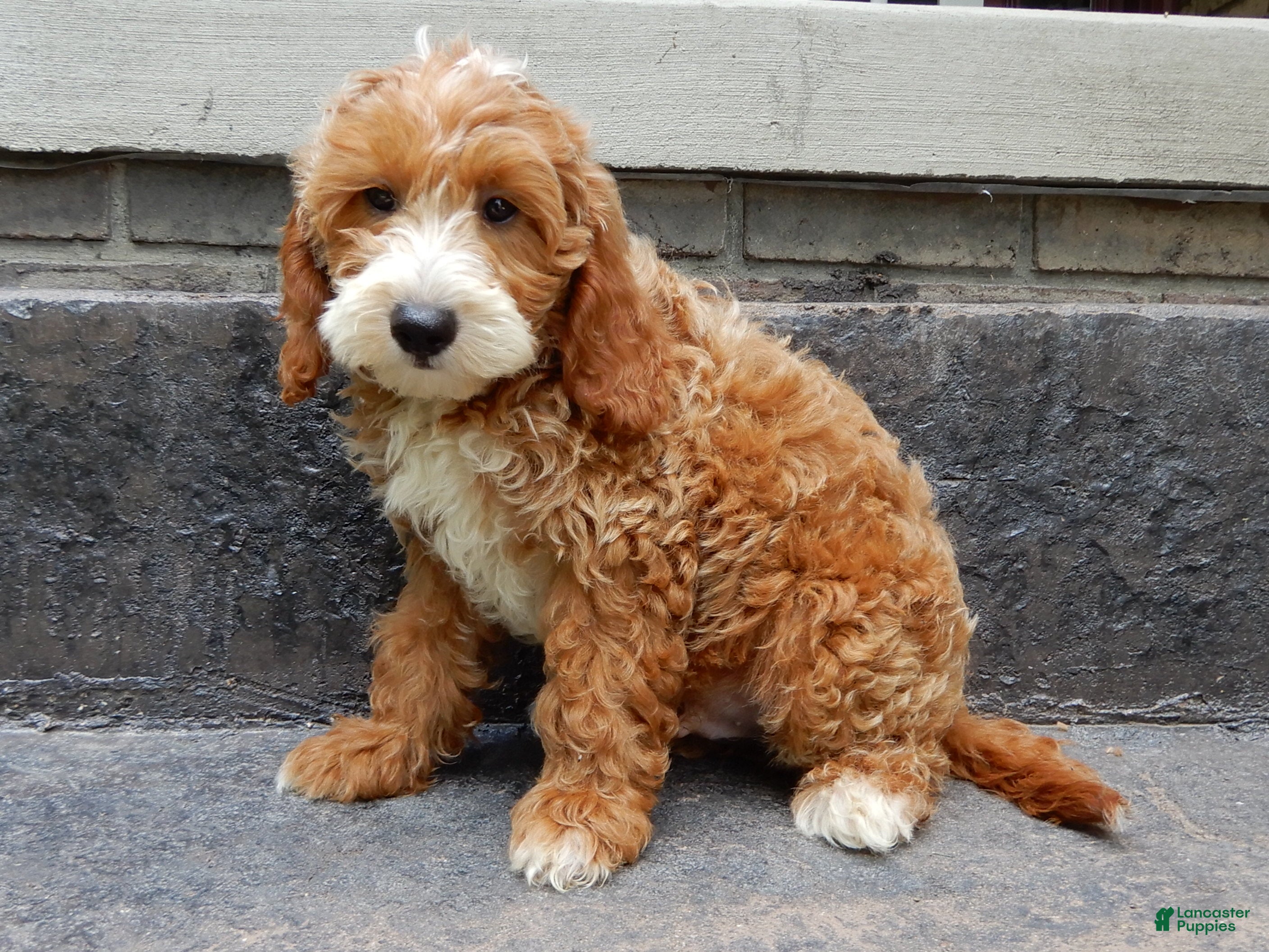 Mini Goldendoodle dogs Charlie - Ad 1