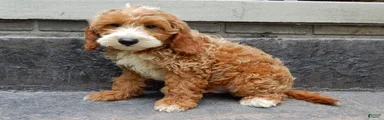 Charlie