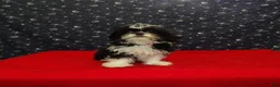 Shih Tzu dogs for sale: Margaret - Ad 1