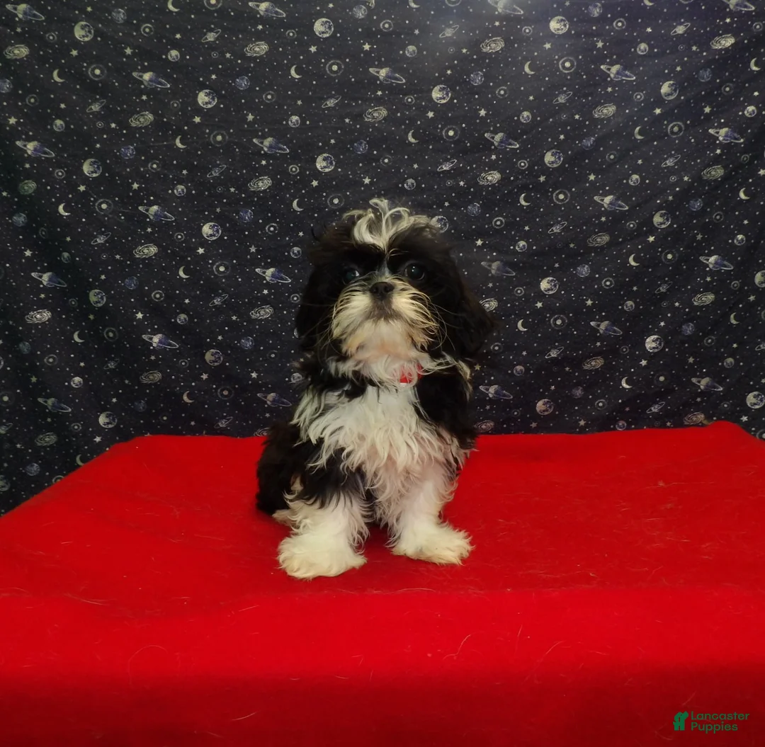 Shih Tzu dogs for sale: Margaret - Ad 1