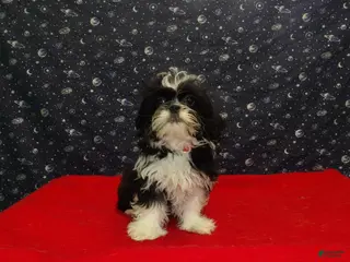 Shih Tzu dogs Margaret - Ad 15