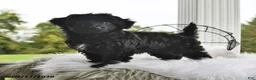 Morkie dogs for sale: Piper - Ad 5