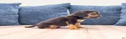Beaglier dogs for sale: Dove - Ad 5